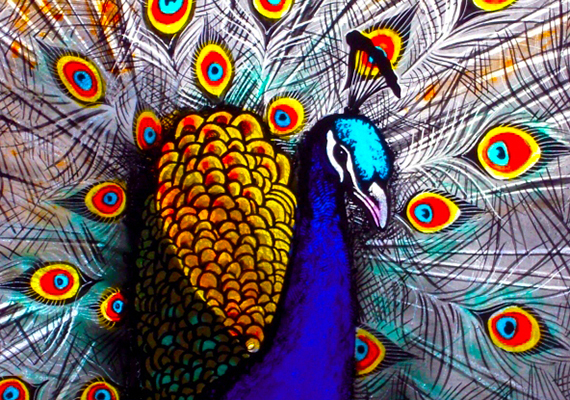 Fused Glass Window Panels